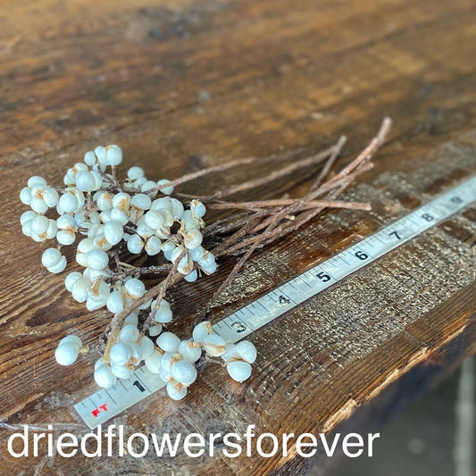Tallow Berry Natural White Cream Ivory Dried Flowers DIY