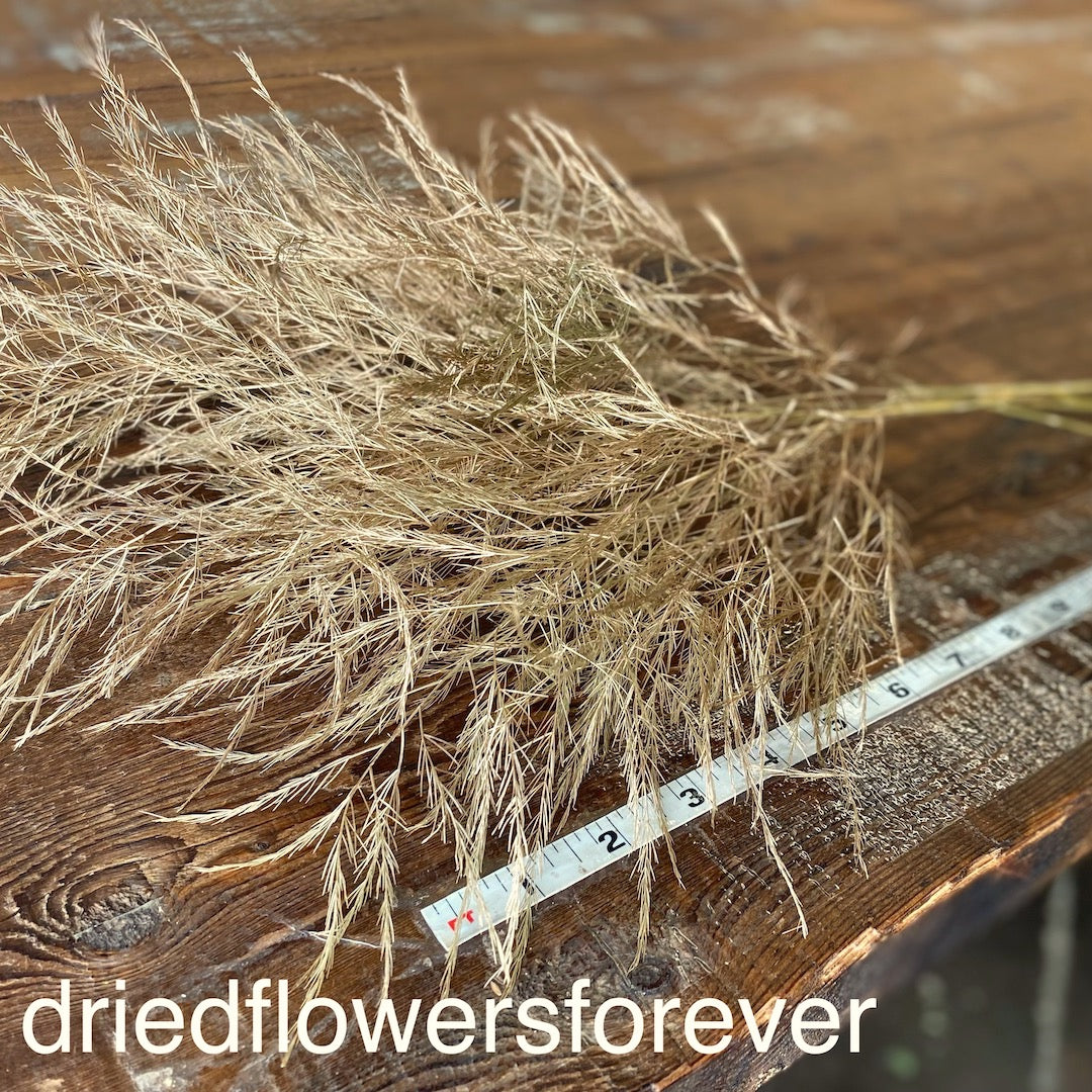 Tree Fern Gold Dried Flowers DIY