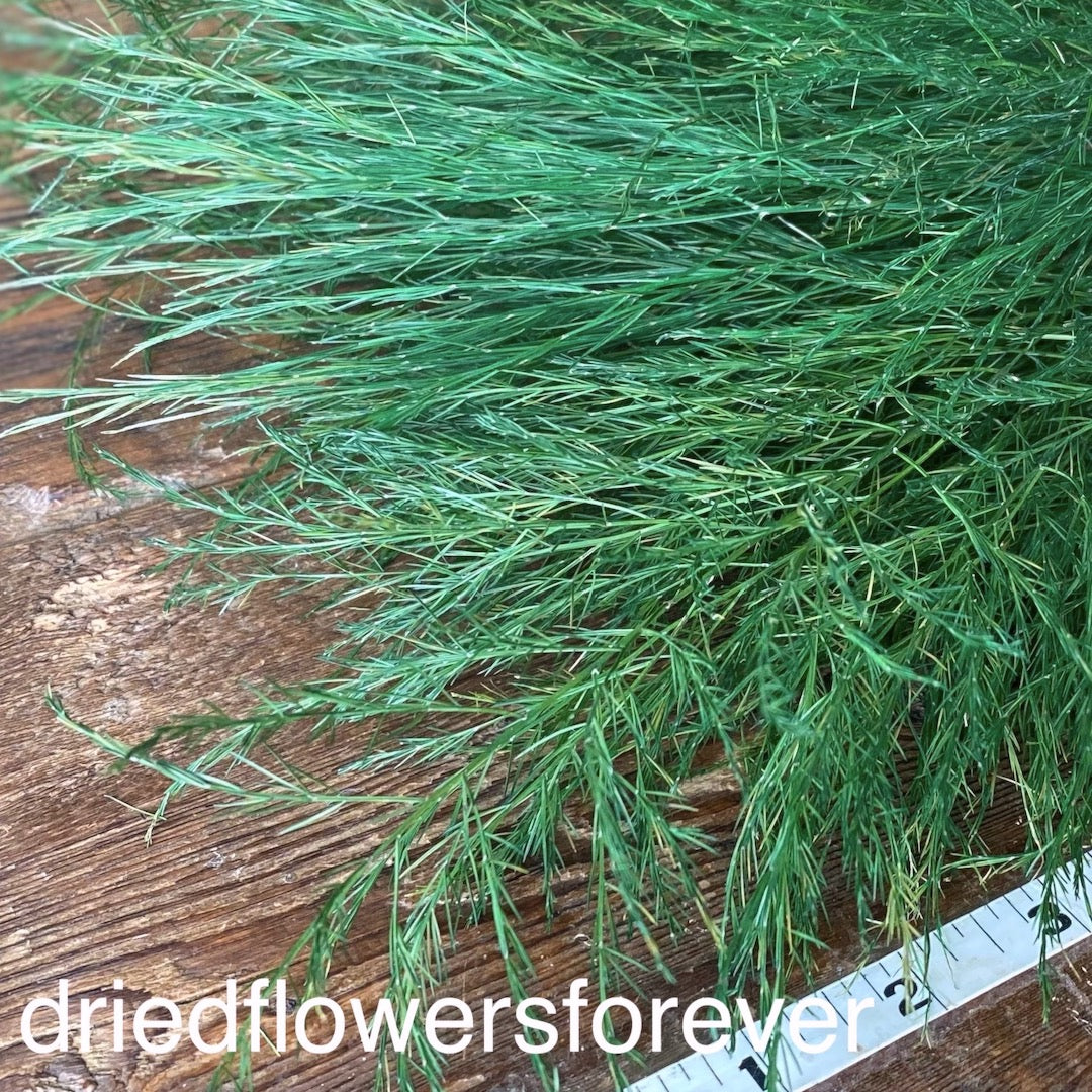 Tree Fern Green Dried Flowers DIY