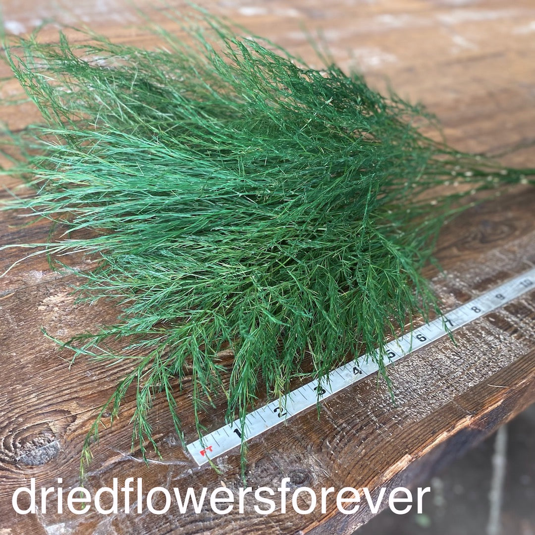 Tree Fern Green Dried Flowers DIY